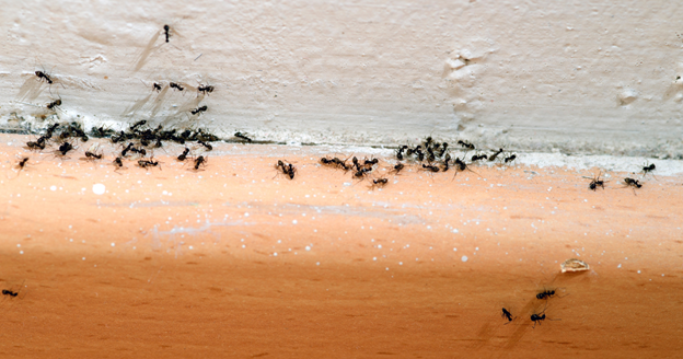can pest control get rid of ants